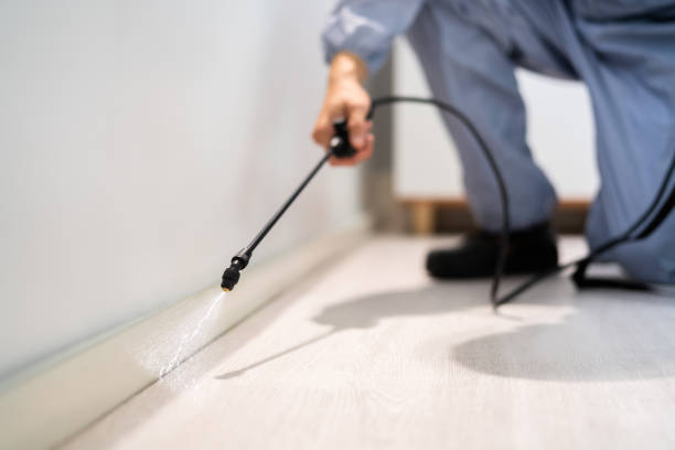 Licensed Wasp Removal service in Mount Hermon, CA - Show Me Pest Control